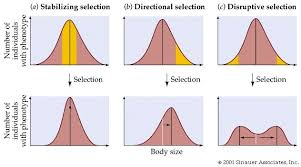 Image Result For Three Types Of Natural Selection Biology Units Biology The Selection