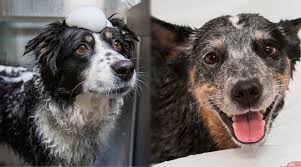 Check spelling or type a new query. Border Collie Vs Australian Cattle Dog Blue Heeler Breed Comparison