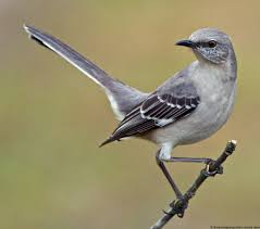 Image result for mockingbird