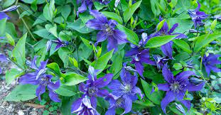 Maybe you would like to learn more about one of these? The Complete Clematis Growing Guide The Impatient Gardener