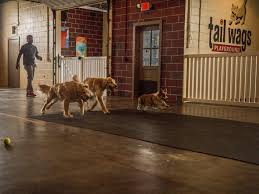 Indoor dog parks have become increasingly popular. 10 Incredible Indoor Dog Parks Hgtv