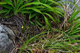 Image result for Hypoxis kilimanjarica