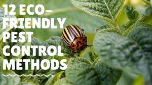 A hope to take that one baby step. 12 Eco Friendly Pest Control Methods Youtube