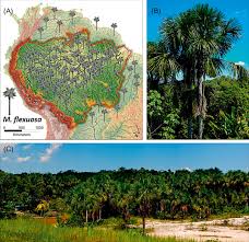 Image result for Chironia flexuosa