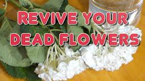 How to save a dying plant | tips hacks to save your plant from dying | plants can be a lovely and calming addition to your home or office, whether you've… How To Revive Dead Flowers Time Lapse Youtube