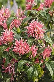 Image result for Justicia scandens