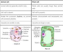 Maybe you would like to learn more about one of these? Dcm International School Rajan Science Difference In Between Animal And Plant Cell Class Ix