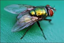 Penelitian dilaksanakan pada bulan juni 2015 di lingkungan balai. Lalat Hijau Blowfly Famili Calliphoridae Serangga Terbang Serangga Id