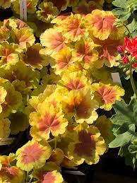 Pelargonium Planet Le Grounch Pepiniere Fleurs De Gascogne Journees Des Plantes Domaine De Chantilly Oise Hauts Pelargonium Fleurs Idees De Jardin Fleur