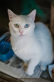 Ruin creek animal protection society of henderson, nc (rcaps) is a group that helps animals in need find rescue placement, we do not handle any adoptions. Orange County Humane Society Pet Adoption In Huntington Beach Ca Us Dogs Cats For Adoption