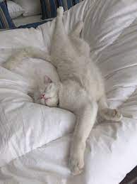 Click Here More Cat Funny Cat Cat Videos Cute Cat Cat Compilation Cats Funny Cat Videos Cat Fails Cat Video Cat Animal Baby And Cat Cu Cats Cute Cats Dog Cat