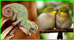17 Ciri Ciri Hewan Vertebrata Hewan Binatang Burung