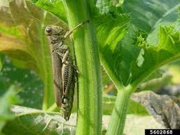 A fast directions api with world wide data from openstreetmap and route optimization. Orthoptera Images Insect Images