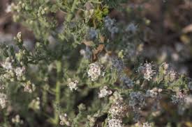 Image result for Cressa cretica