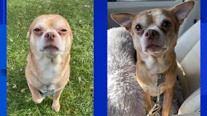 Check spelling or type a new query. A Chucky Doll In A Dog S Body Adoption Ad For Chihuahua Goes Viral On Social Media