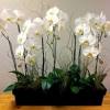 The stem of orchids with a monopodial growth can reach several metres in length, as in vanda and vanilla. 1