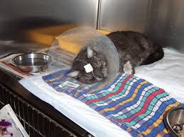 Sign up for free today! Supportive Feeding Methods For Small Animals Today S Veterinary Nurse