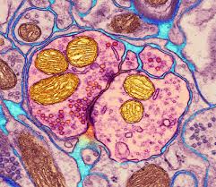 Multipolar neurons are found in the central nervous system and are the most common of the neuron types. Relay Neuron Keyword Search Science Photo Library