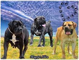 We pride ourselves on excellent customer service and client communication. Breeder Of Boerboels In South Africa Boerboele Boerboels Boerboel Boerboelp Free State Black Mastiff Boerboel Dog Breeds