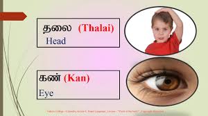 Body parts chart, शरीर के अंग चार्ट, in hindi. Grade 3 Tamil Parts Of The Body Youtube