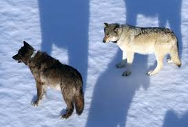 Wolves are large, predatory canids once common throughout north america, europe, africa and there are two species of wolves in north america. Research Report Using Radio Collars To Study Yellowstone Wolves U S National Park Service