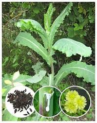 Image result for Lactuca setosa