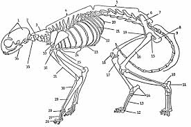 Image result for internal structure of a flying squirrel