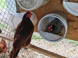 It needs to be safe, quiet, dark, roomy, and private. 50 Surprising Chicken Nesting Box Ideas Backyard Poultry