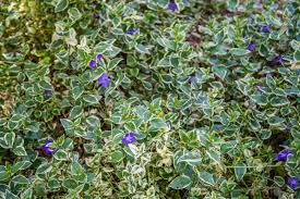 We did not find results for: Purple Flowers And White Bordered Green Leaves Stock Photo Picture And Royalty Free Image Image 55955881