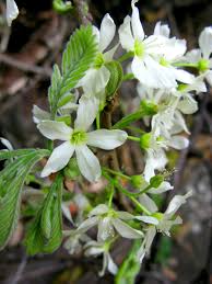 Image result for Rourea orientalis