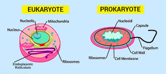 The nucleus is where cells store their dna , which is the genetic eukaryotic cells usually have multiple chromosomes , composed of dna and protein. Why Is The Prokaryotic Cell Primitive Quora