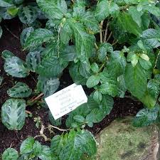 Image result for Petiveria alliacea