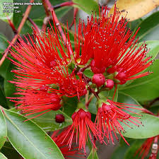 Image result for Myrtaceae