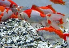 Jenis ikan hias yang satu ini merupakan ikan hias yang sangat khas, hal ini karena ikan hias satu ini berasal dari negeri jepang, ikan koi bagi masyarakat jepang dianggap sebagai ikan. Tips Cara Budidaya Ikan Koi Di Akuarium Yang Menguntungkan Pusat Ikan Koi