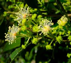 Image result for Scolopia mundii