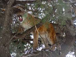 To Catch A Cougar A Bowhunter S Search For A Colorado Mountain Lion Colorado Outdoors Online Mountain lion quick sketch by metalharpey on deviantart. to catch a cougar a bowhunter s search