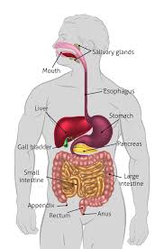 It highlights the importance of gallbladder function in digestive system. Could It Be Your Gallbladder Boise Natural Health Clinic