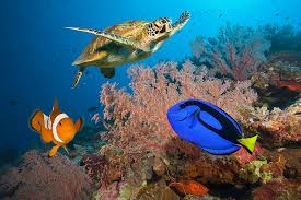 One of the world's seven natural wonders, it is a prized world heritage area, the largest coral reef located off the queensland coast, the reef is composed of 3000 individual reef systems, 760 fringe reefs, 600 tropical islands and about 300 coral. Wo Und Was Ist Das Great Barrier Reef