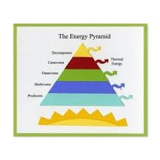 Ellisoneducation Com Energy Pyramid Poster Energy Pyramid Pyramids Food Webs Projects