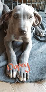 Great dane · colorado springs, co. Great Dane Puppies For Sale Colorado Springs Co 285655