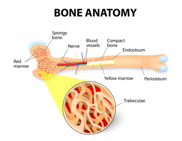 bone marrow