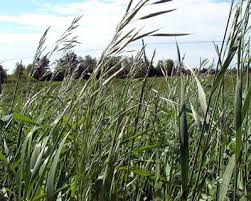 We did not find results for: Bromegrass Meadow 1 Golden Acre Seeds