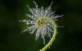 It is the natural sanction that unites all forms of life… from microbes, plants, animals and humans to the motions of the planets and stars. Sacred Geometry Explained What Is The Meaning Behind The Patterns