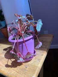 My Rex Begonia Severely Wilted After Repotting Pretty Sure It Had Root Rot Before I Rinsed The Roots Most Fell Off And Placed In New Well Draining Soil Next Day It Is