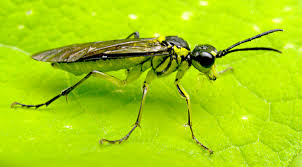 Maybe you would like to learn more about one of these? Sawfly Wikipedia