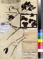 Image result for Monodora junodii