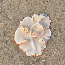 Image result for Chironia krebsii