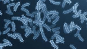 Image result for Shigella