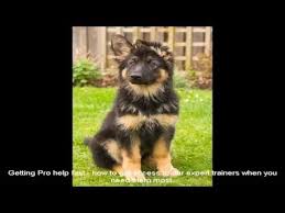 So you're in good company here. German Shepherd Puppies Mn Place Youtube