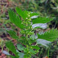 Image result for Urtica urens